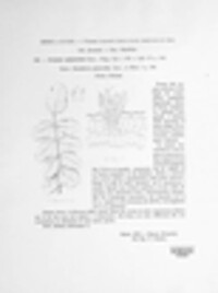 Ramularia sphaeroidea image